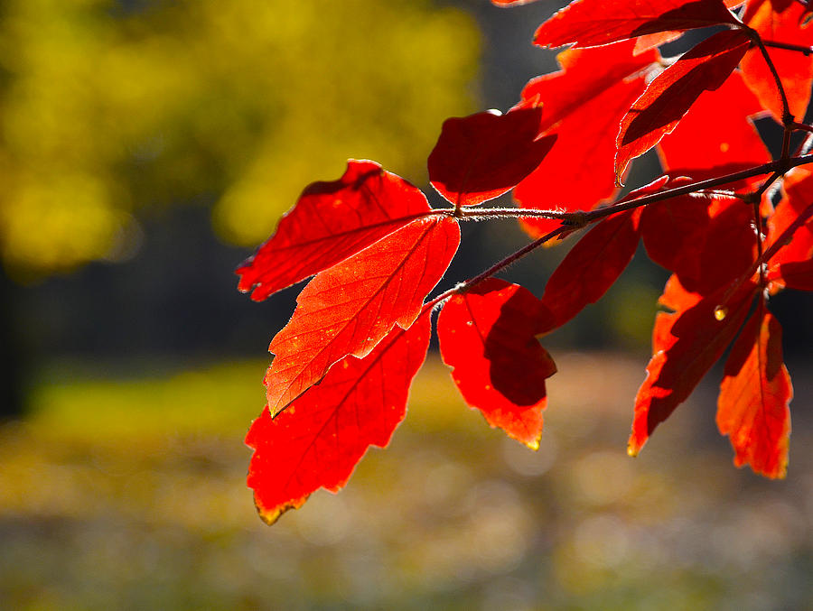 Reddish Leaves  Photograph by Dragan Kudjerski