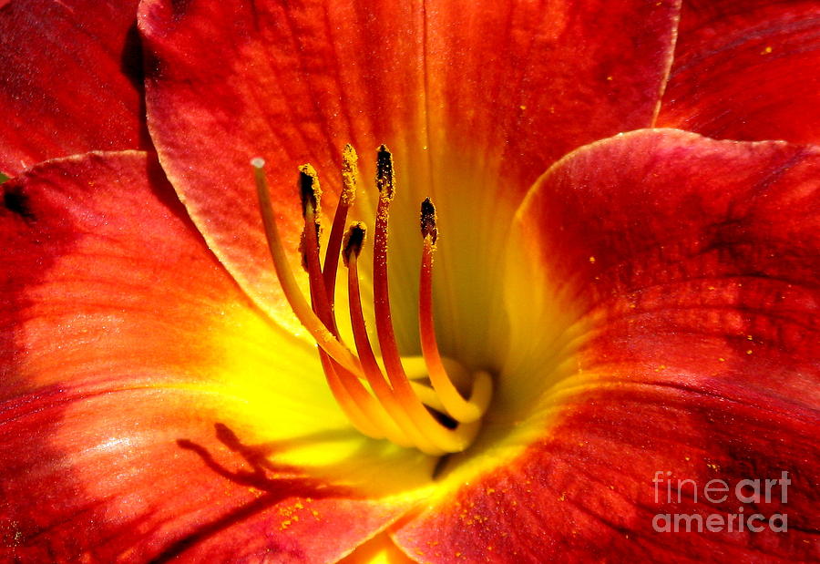 Reddish Orange Daylily Closeup Photograph by Rose Santuci-Sofranko