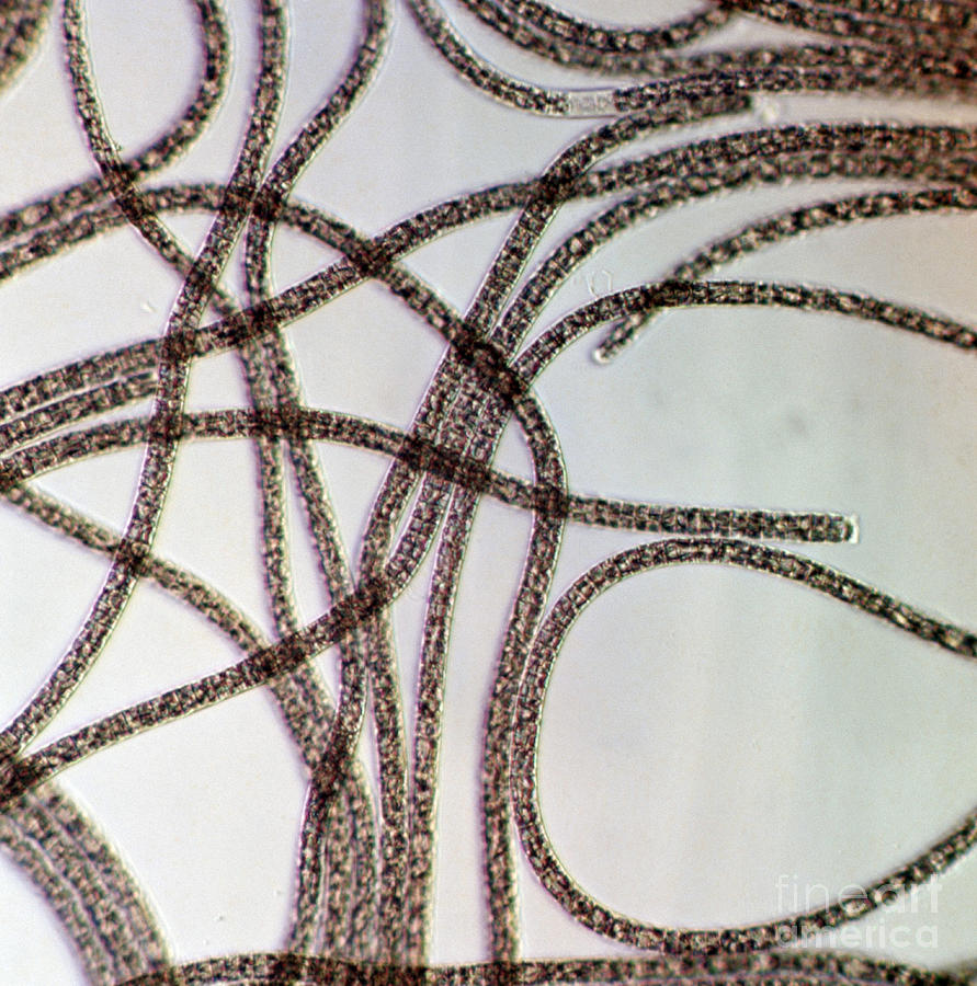Cyanobacteria Photograph - Reddish Oscillatoria Lm by De Agostini Picture Library