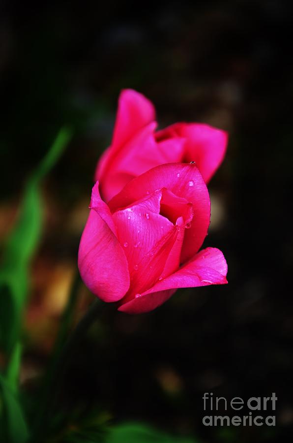 Reddish Pink Tulips Photograph by Bob Sample