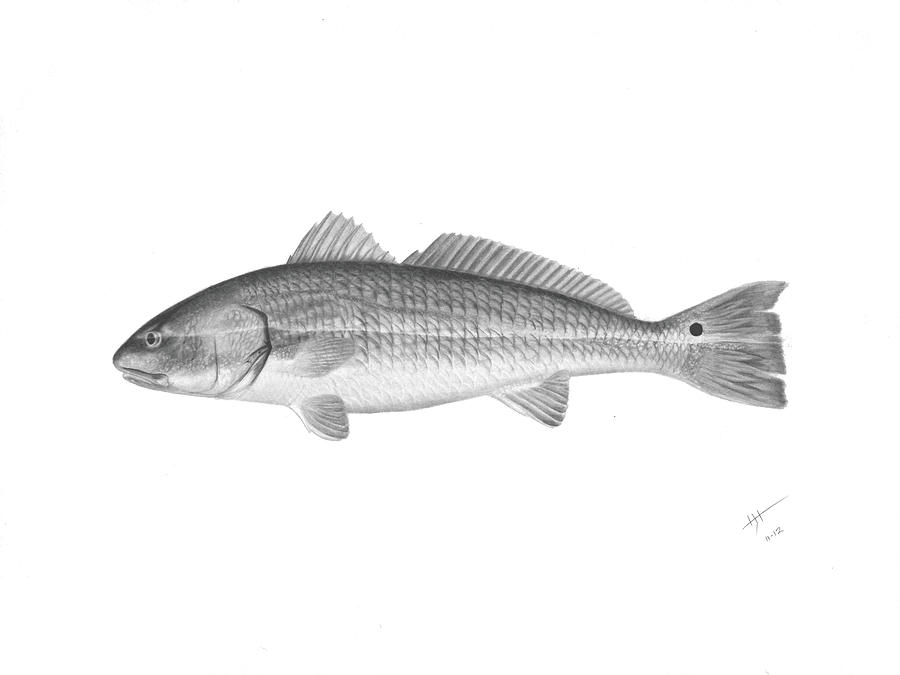 Redfish - Scientific Drawing by Hayden Hammond