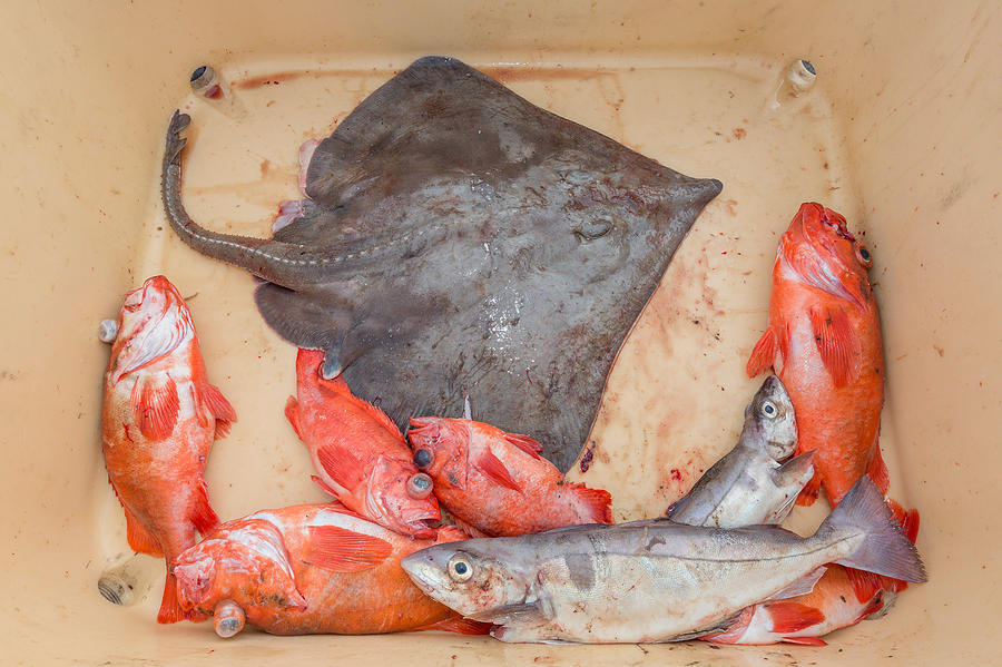 Fish Photograph - Redfish, Skate And Trout Freshly by Panoramic Images