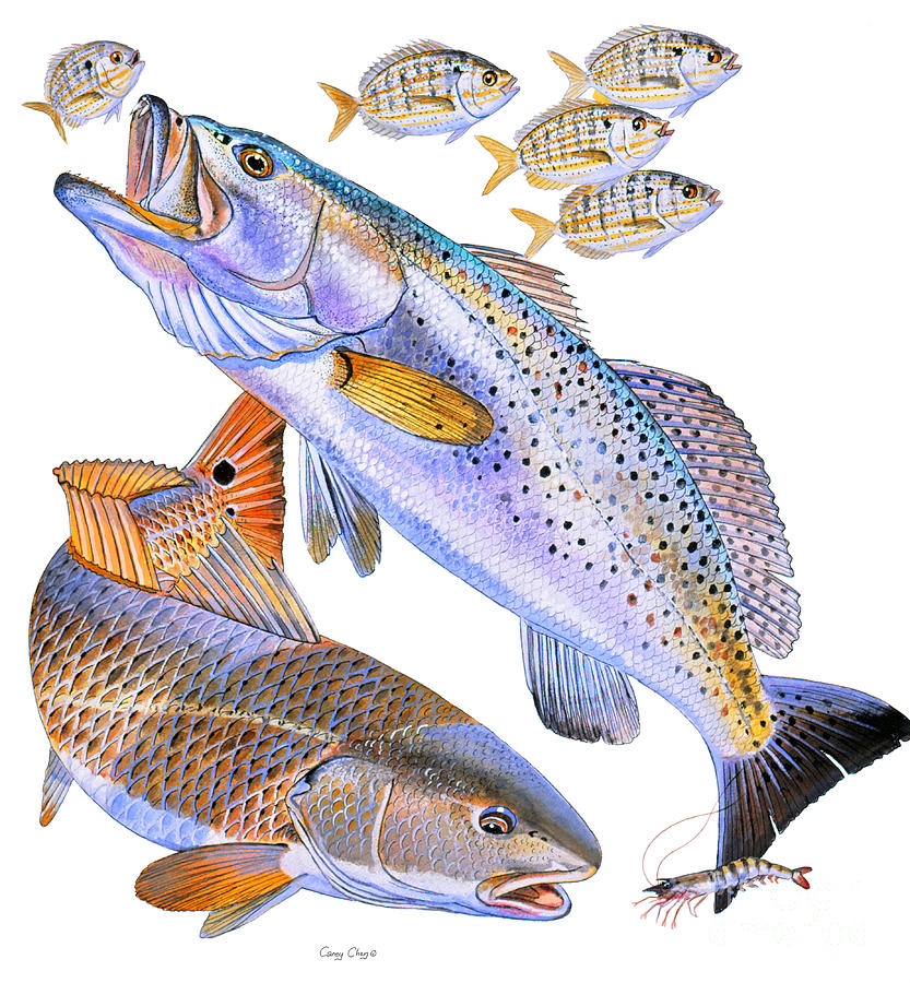 Trout Painting - Redfish Trout by Carey Chen