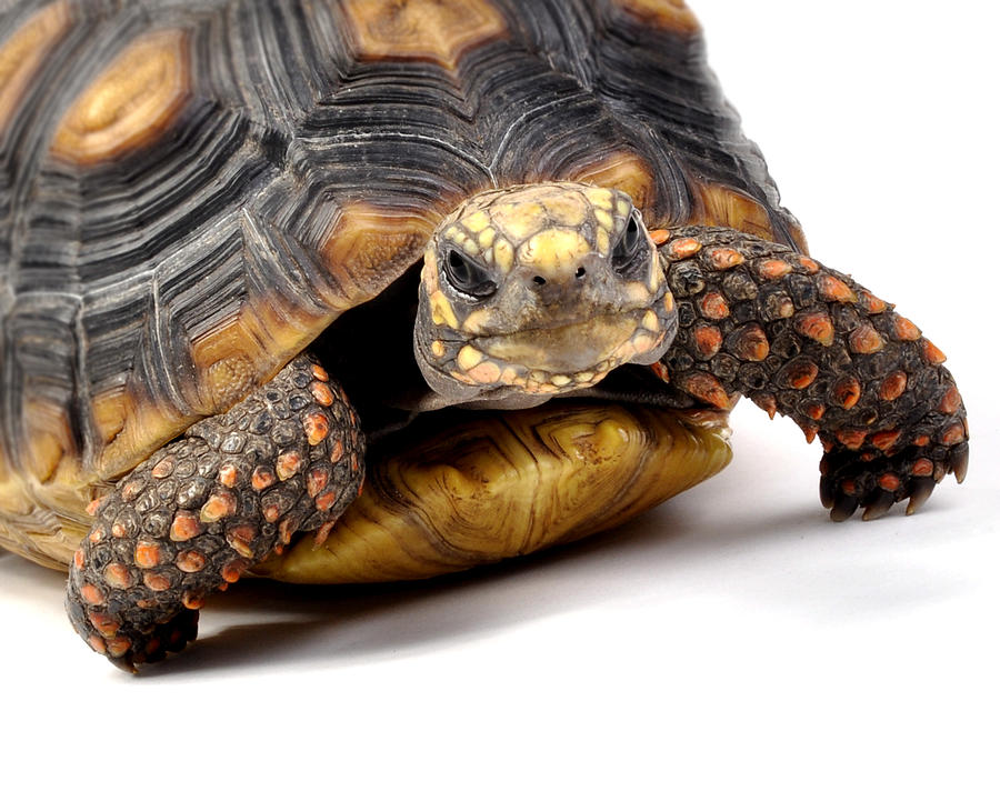 Redfoot Tortoise Cutie Photograph By Rebecca Brittain - Pixels