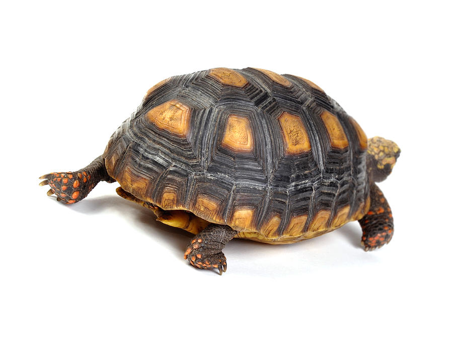 Redfoot Tortoise Walking Photograph by Rebecca Brittain - Fine Art America