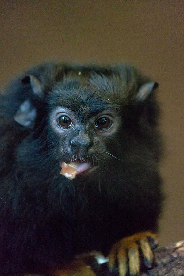 Redhanded Tamarin Photograph
