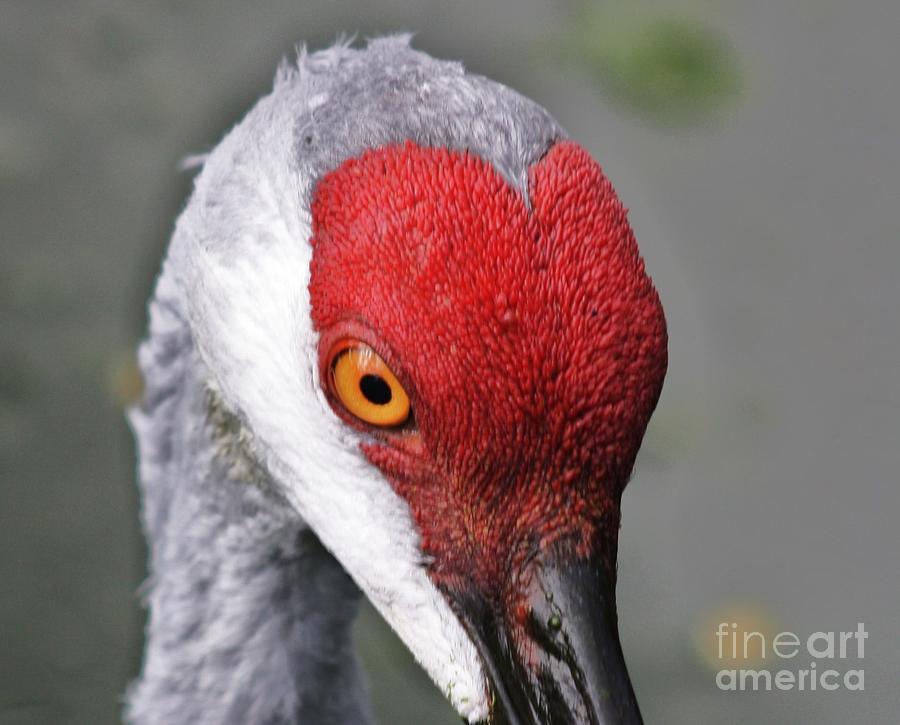 Crane Photograph - Redhead by Chuck Hicks