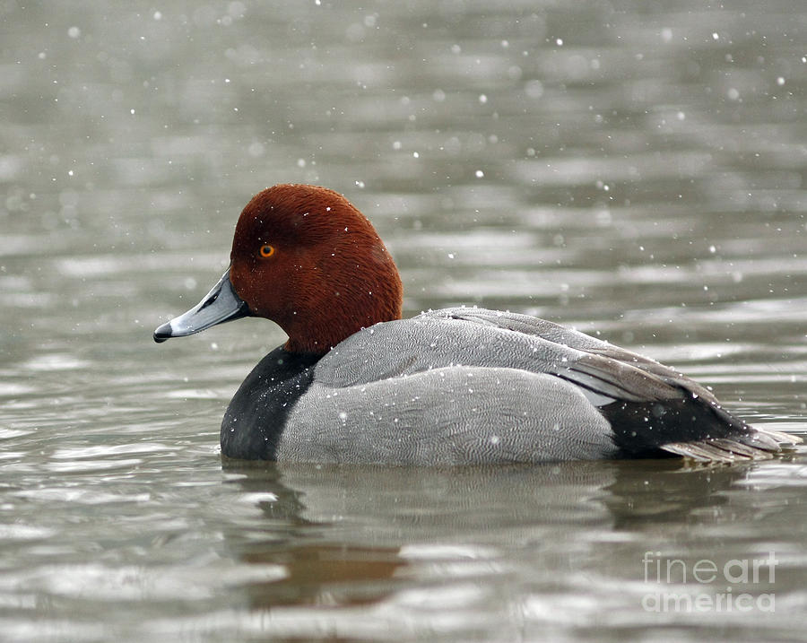 Bird Photograph - Redhead Duck in a Winter Snow Storm by Inspired Nature Photography Fine Art Photography