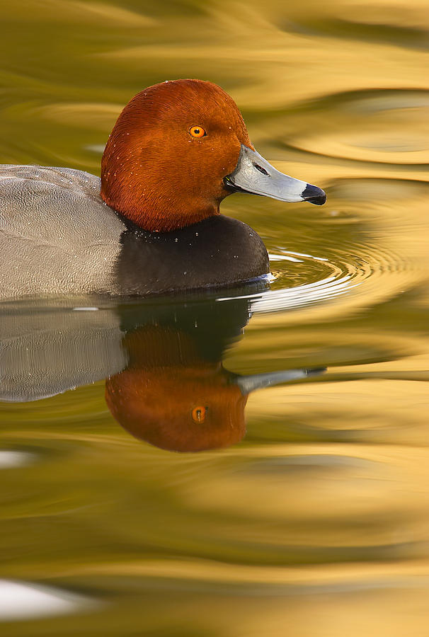 Duck Photograph - Redhead Duck by Jack Milchanowski