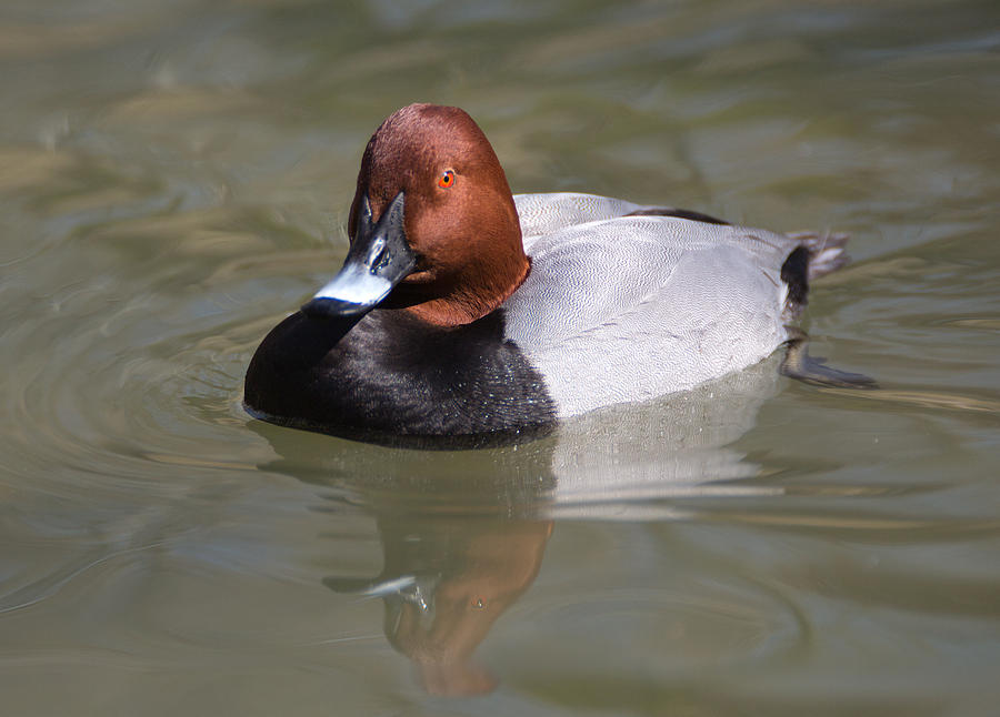 Redhead Duck Photograph by Jack Nevitt