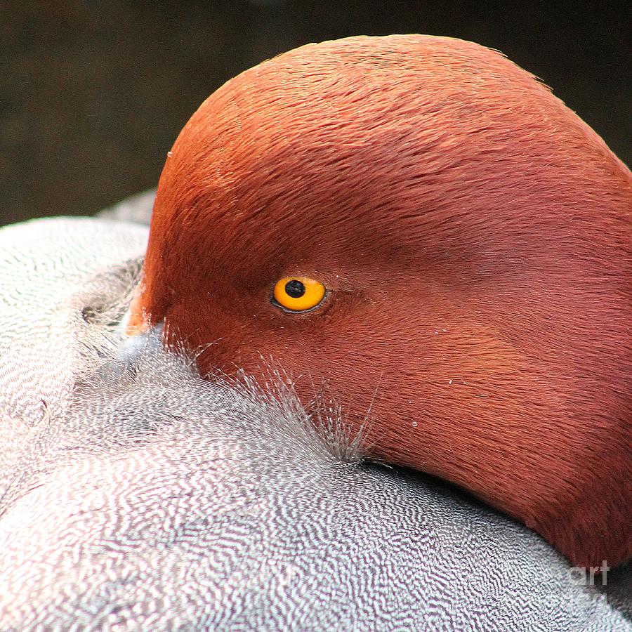 Shy Photograph - Diving Duck - Redhead Duck by Nikki Vig Shy Photograph - Diving Duck - Redhead Duck by Nikki Vig