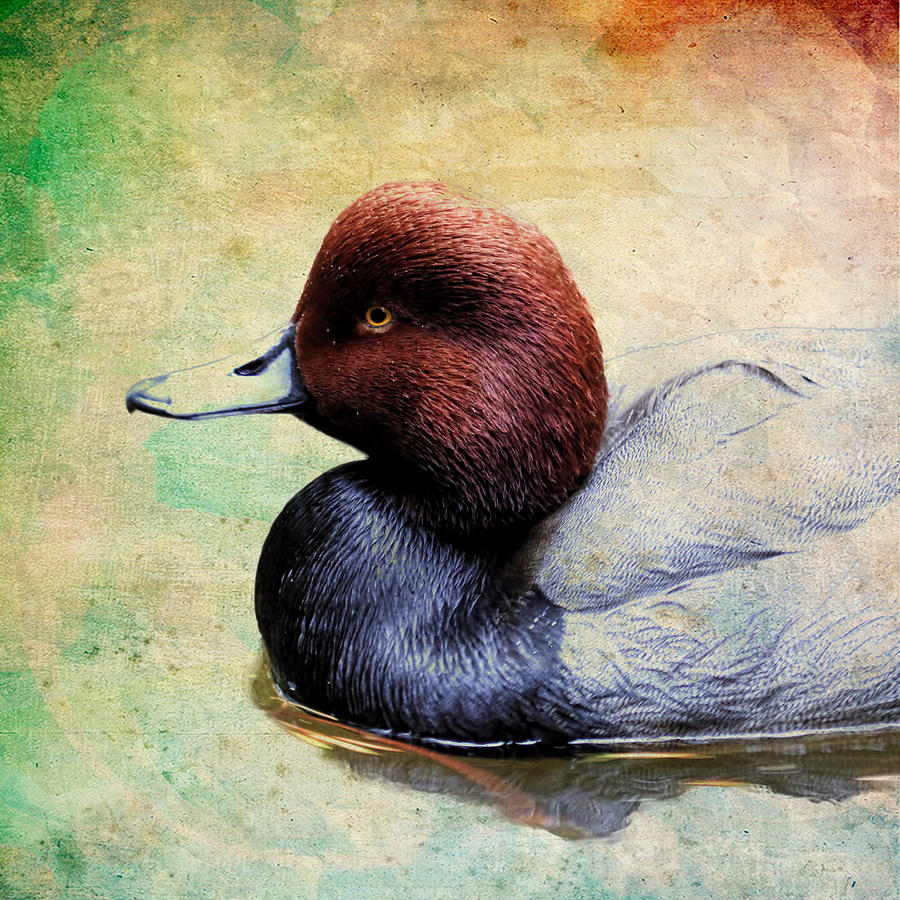 Redhead Duck Paint Photograph by Steve McKinzie