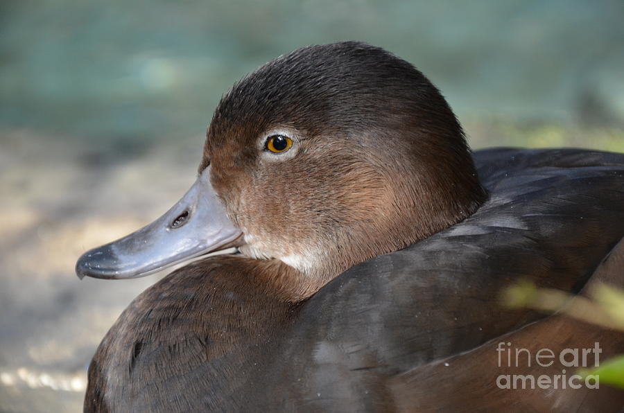 Redhead Duck Photograph by Robert Meanor