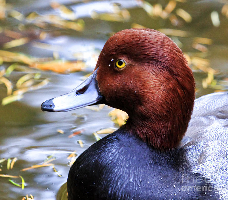Redhead Duck Photograph by Steve McKinzie