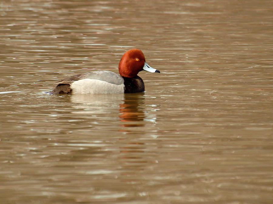 Redhead Duck Photograph by Thomas Young