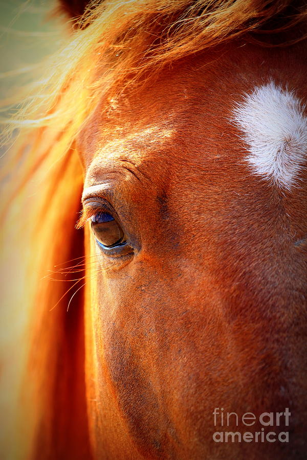 Horse Photograph - Redhead Horse by Arie Arik Chen