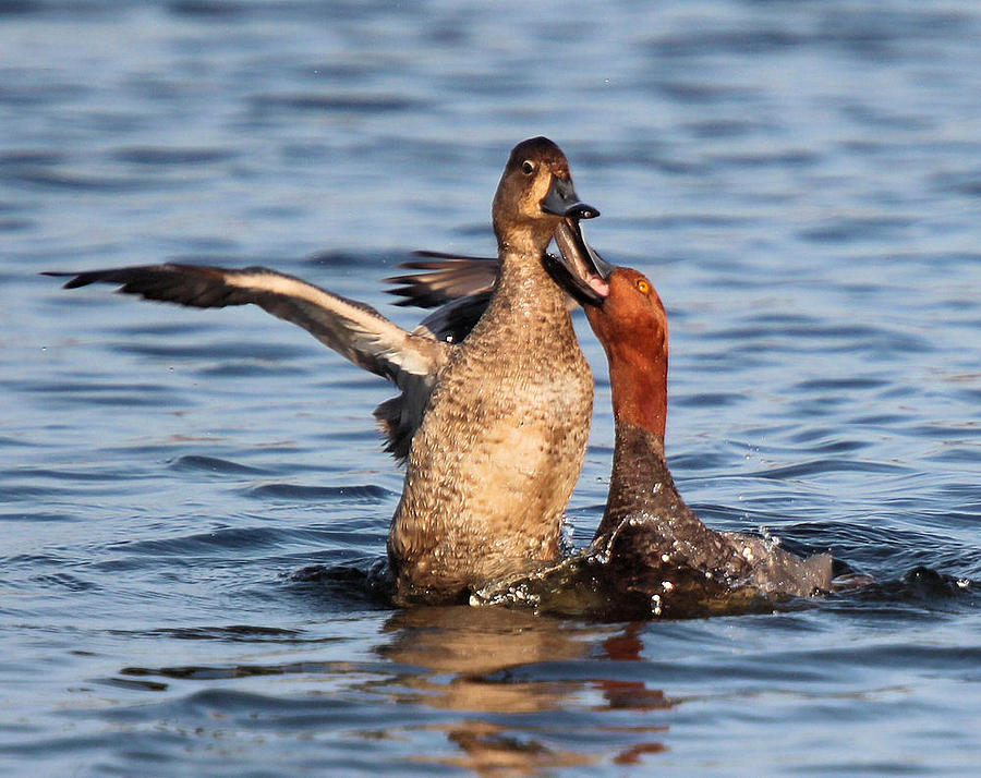 Redhead Ducks Photograph - Redhead Pair Romance by John Dart