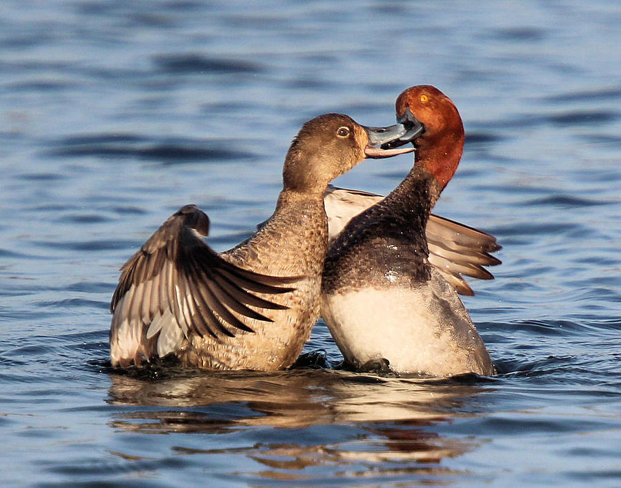Redhead Ducks Photograph - Redhead Pair Spat by John Dart