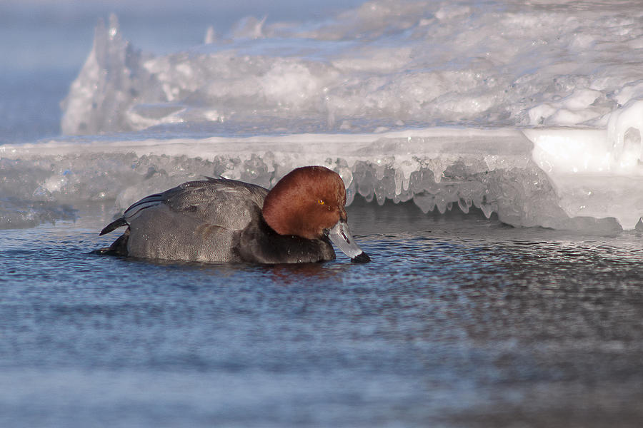 Redhead Thinker Photograph By Ward Mcginnis Fine Art America 7654