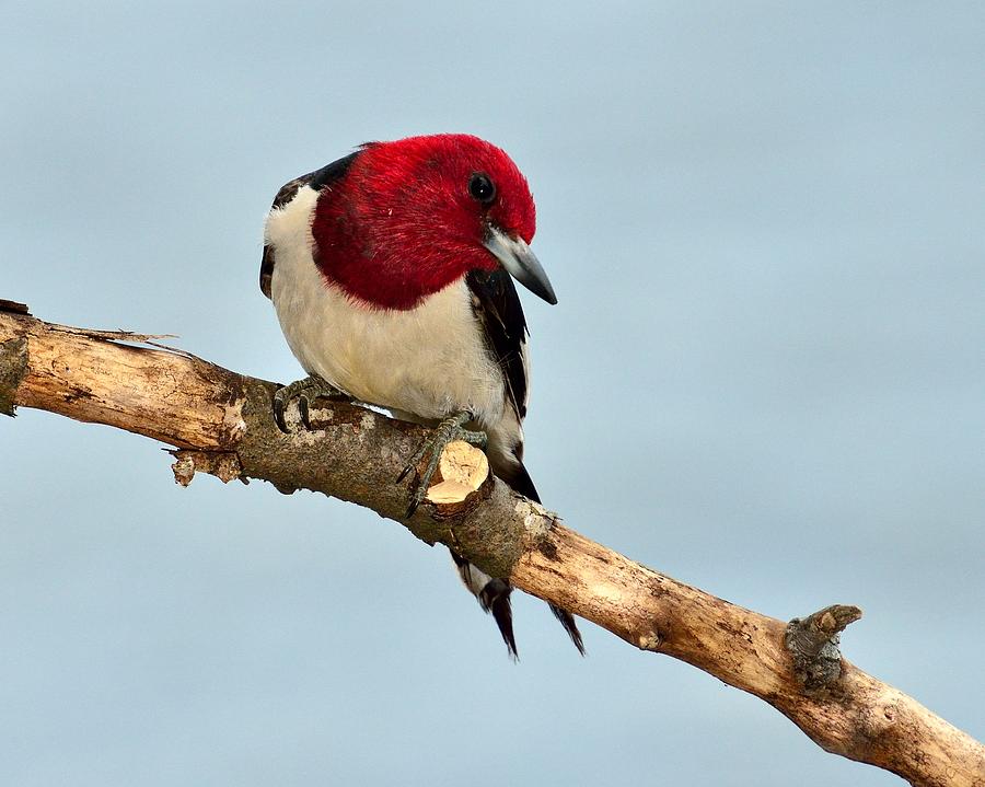 Redhead Woodpecker Photograph by Walt Sterneman