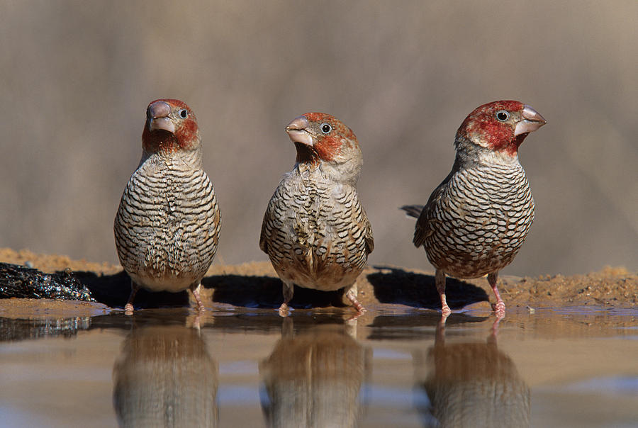 Redheaded Finches Photograph by Nigel Dennis