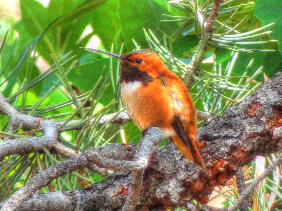 Redheaded Hummingbird II Photograph by Lanita Williams