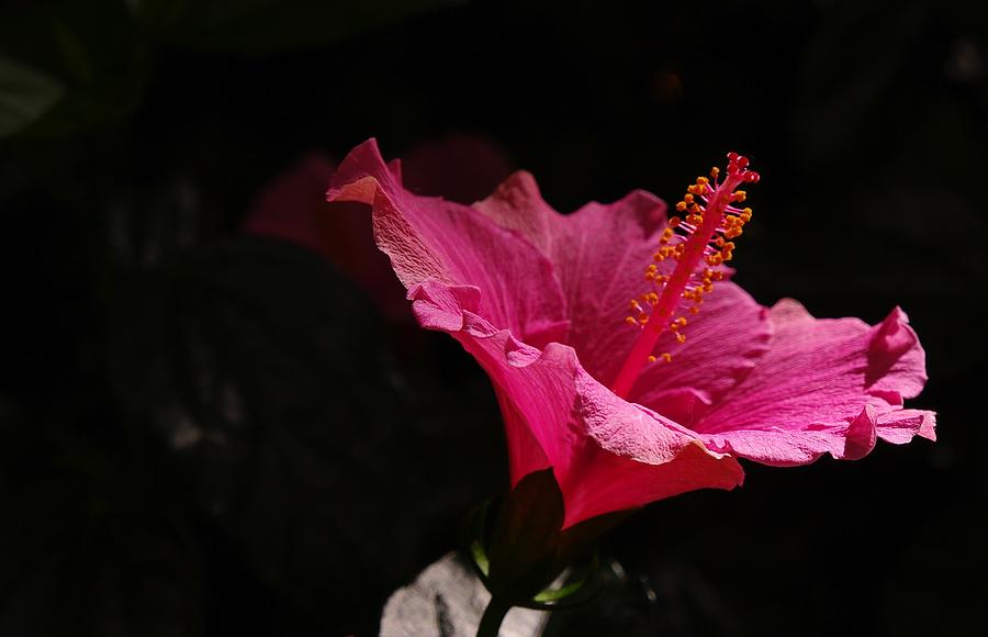 Redish Flower Photograph by Rob Johnston