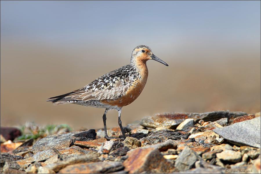 RedKnot Photograph by Daniel Behm