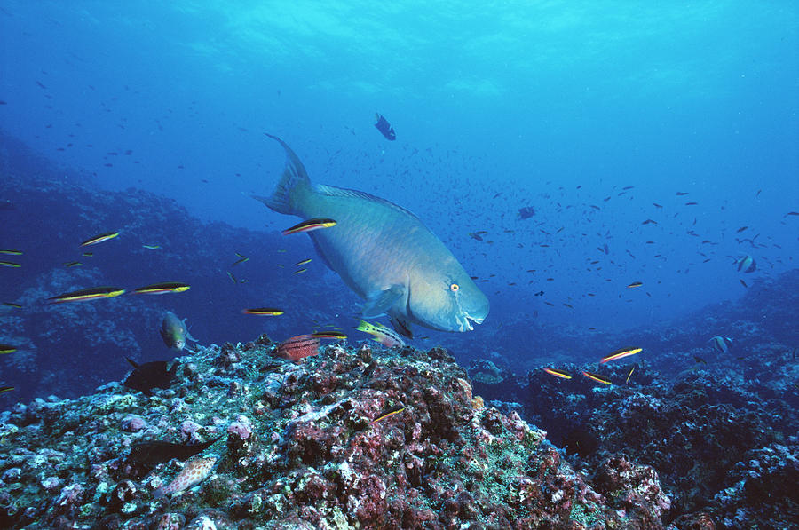 Redlip Parrotfish And Coral Roca Photograph by Tui De Roy