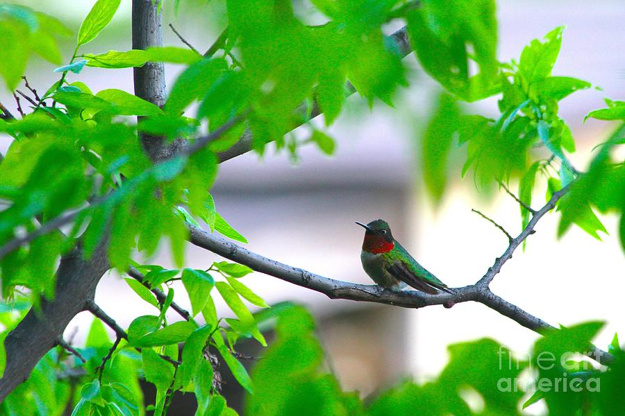 Redneck humming bird Photograph by L L L - Fine Art America