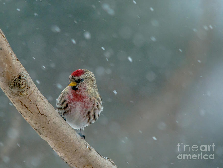 Redpoll in the Snow Photograph by Cheryl Baxter