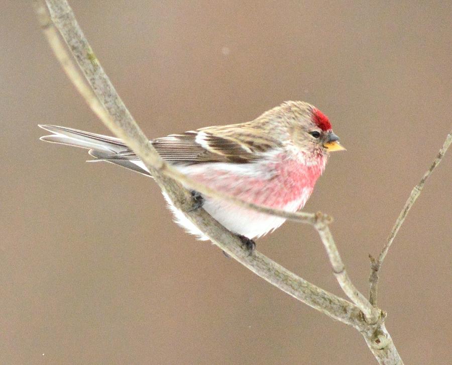 Nature Photograph - Redpoll by Judy Genovese