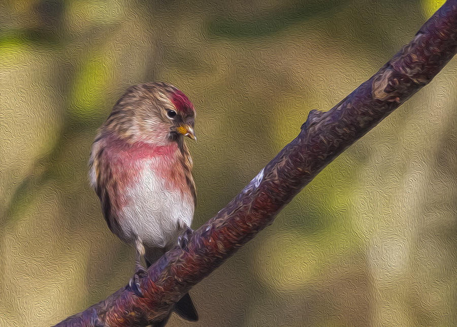 Finch Photograph - Redpoll Oil painting effect by Chris Smith