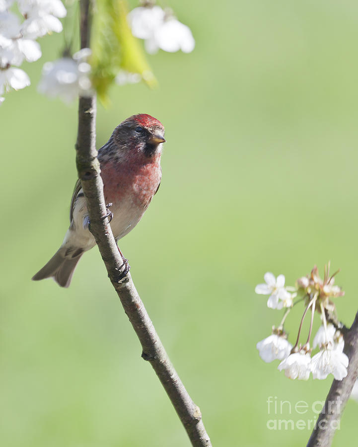 Redpoll with plum blossom Photograph by Liz Leyden