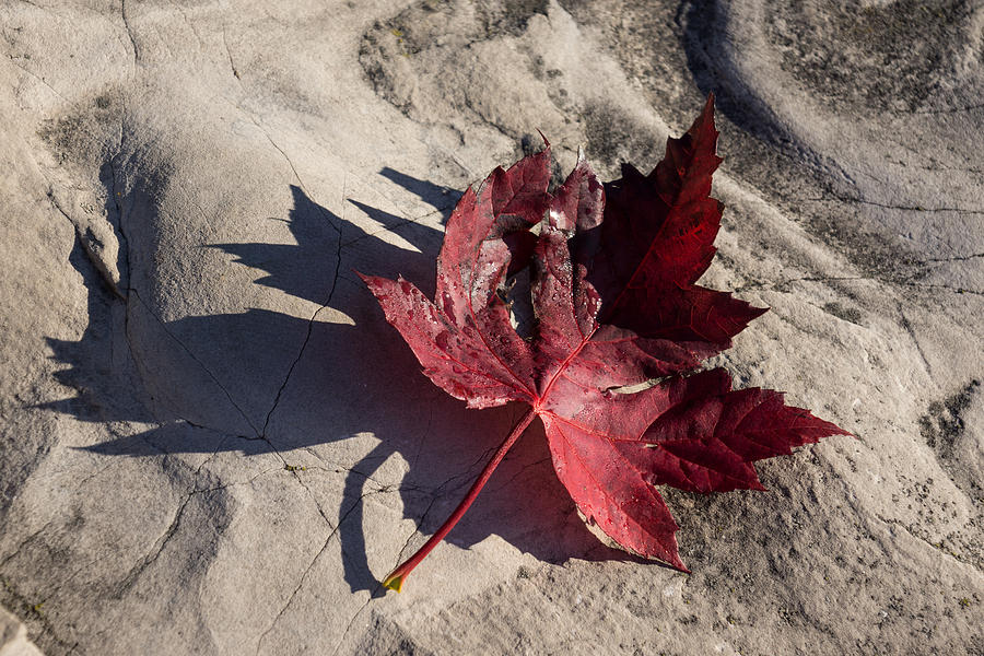 Reds and Purples - Deep Red Maple Leaf and Its Shadow Photograph by Georgia Mizuleva