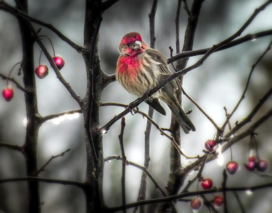 Christmas Photograph - REDS of WINTER by Karen Wiles