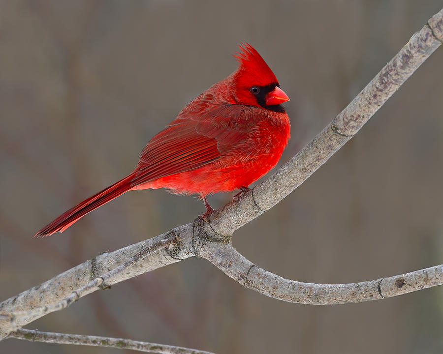 Reds Photograph by Tony Beck