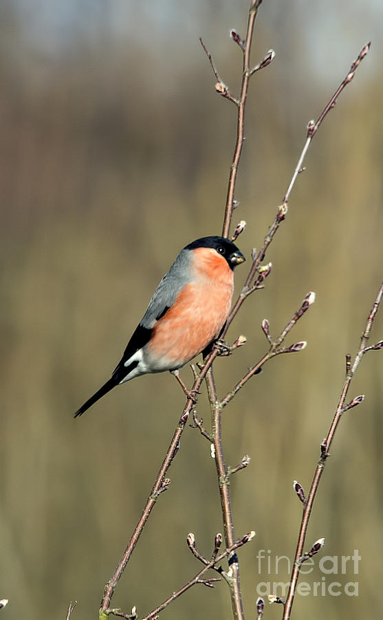 Bullfinch bird in an English spring garden Photograph by Peter McHallam ...