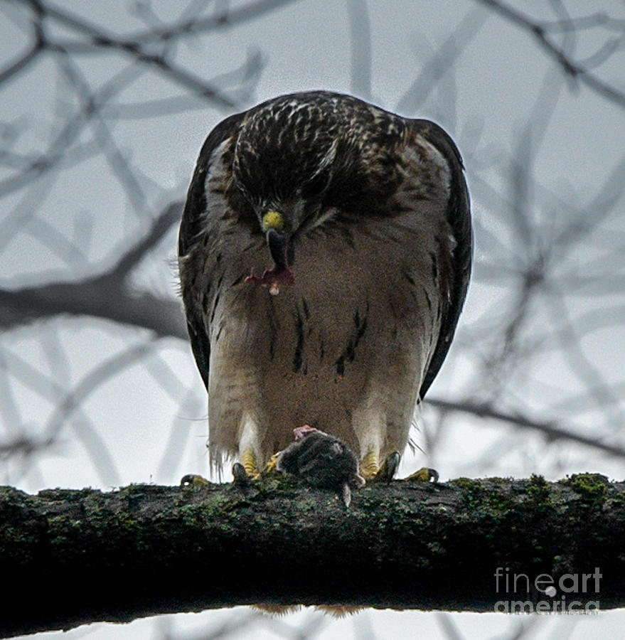 Redtail Hawk and Mouse Photograph by Ronald Grogan