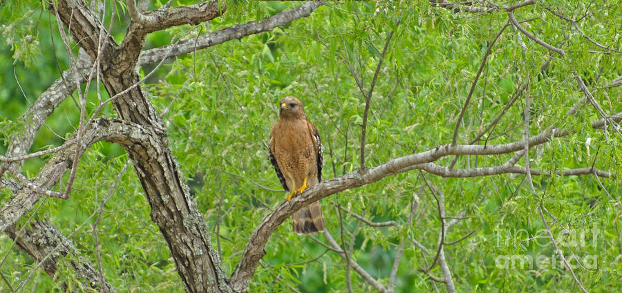 Red-shouldered Hawk Photograph by Donna Brown