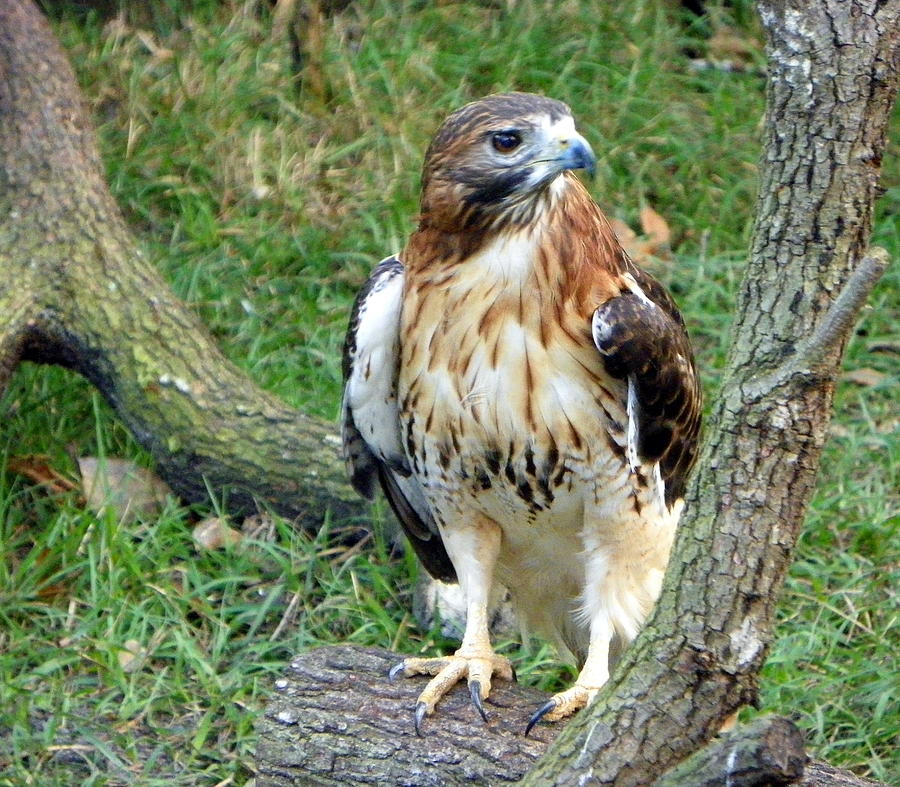 RedTail Hawk on Oak Photograph by Sheri McLeroy - Fine Art America