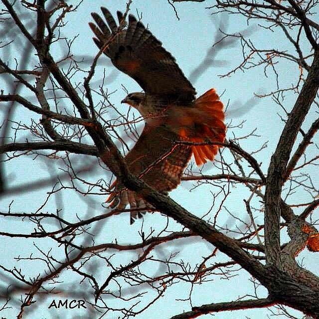 Hawk Photograph - Redtail Hawk, Orleans Ma #birdfreaks by Amy Coomber Eberhardt