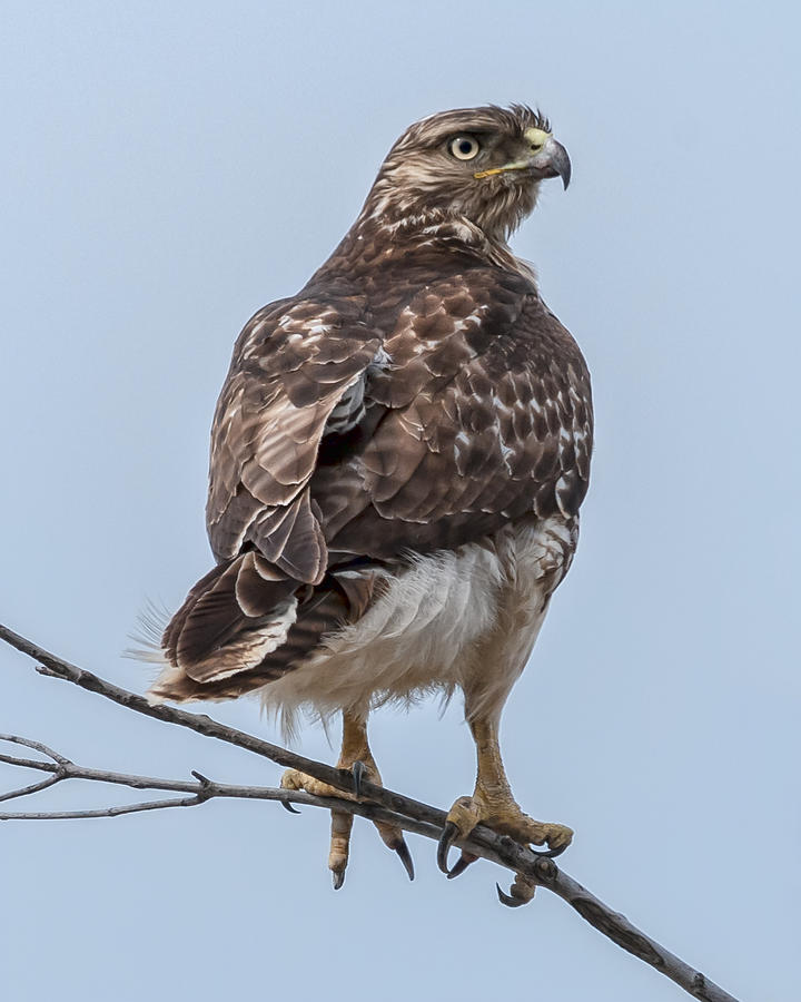 Redtail Hawk Portrait Photograph by John Koscinski - Fine Art America