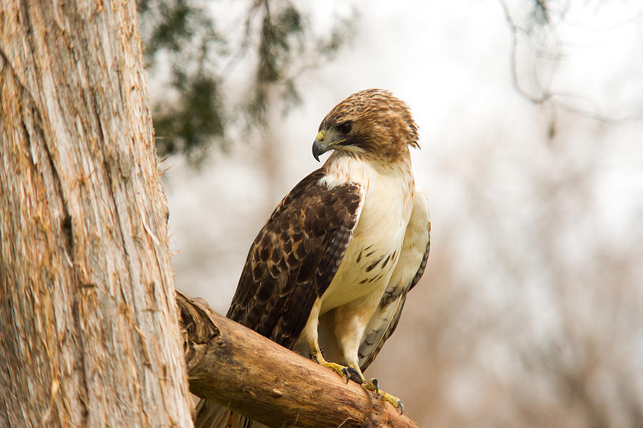 Redtailed Hawk 21 Photograph by Douglas Barnett