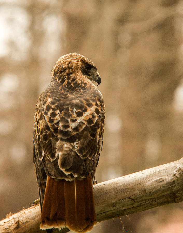 Redtailed Hawk 23 Photograph by Douglas Barnett