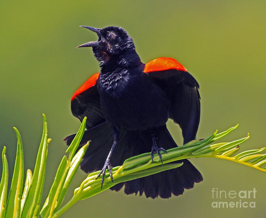 Redwing Black Bird at full song Photograph by Larry Nieland