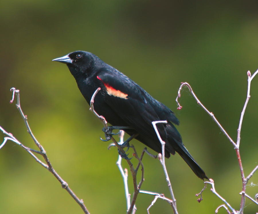 Redwing Black Bird Photograph by Edward Kocienski - Fine Art America