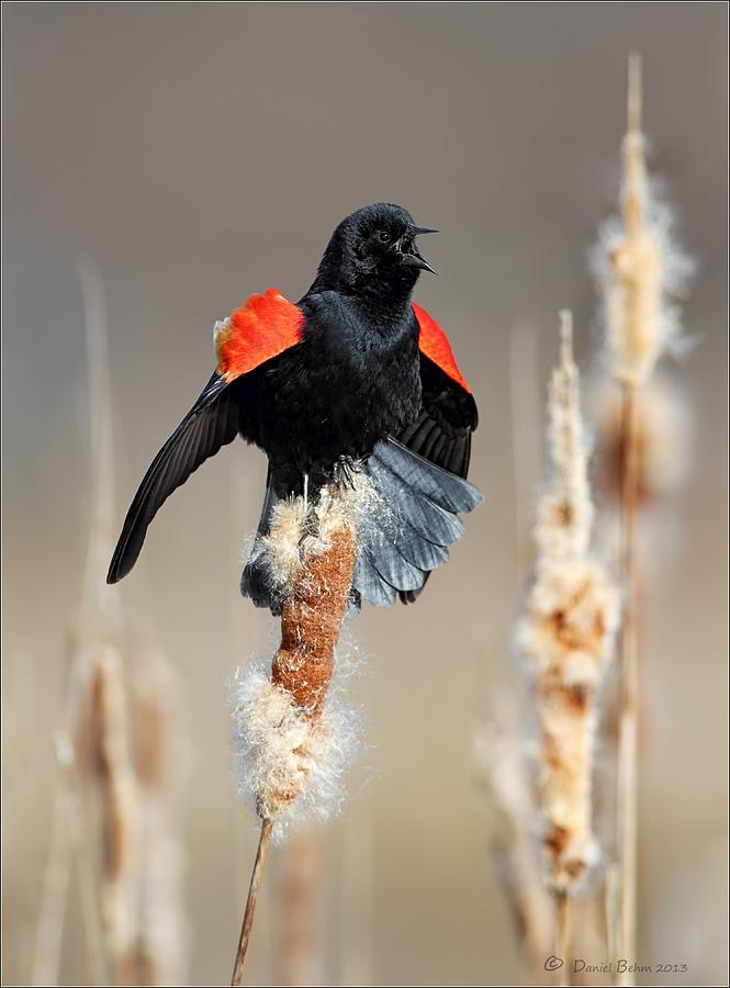 Blackbird Photograph - Redwing Blackbird displaying by Daniel Behm
