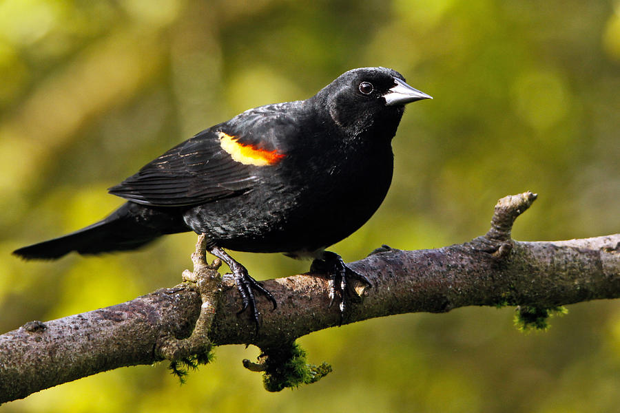 Redwing Blackbird Photograph by Inge Riis McDonald