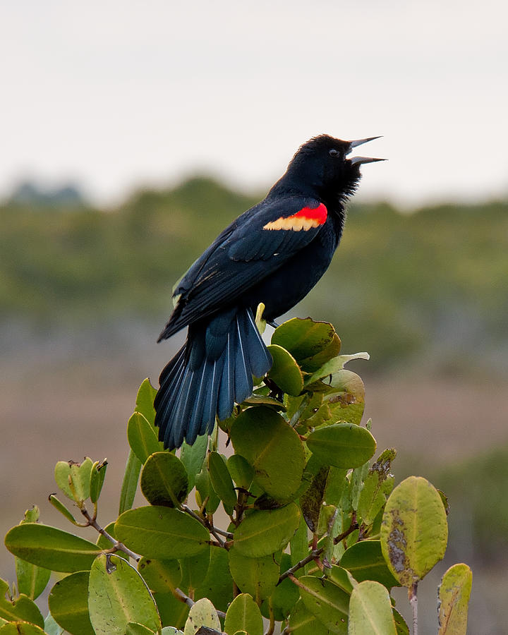 Redwing Blackbird Photograph by John Black